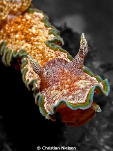 Colours of Komodo
I chose to make the surroundings in BW... by Christian Nielsen 